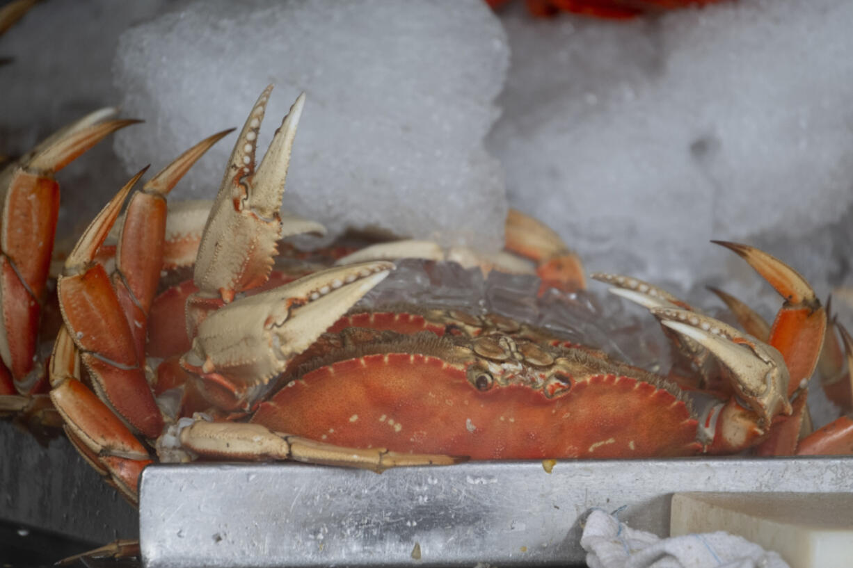 FILE - Fresh Dungeness crabs are displayed at Fisherman&rsquo;s Wharf in San Francisco, Tuesday, Jan. 23, 2024. The commercial Dungeness crab season in California will be curtailed to protect humpback whales from becoming entangled in trap and buoy lines, officials announced Thursday, March 28, 2024.