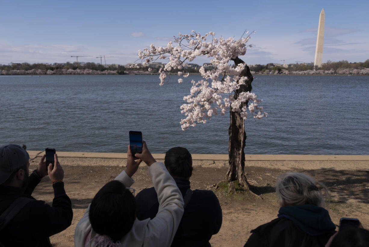 Visitors photograph a cherry tree affectionally nicknamed Stumpy as cherry trees entered peak bloom Tuesday in Washington.