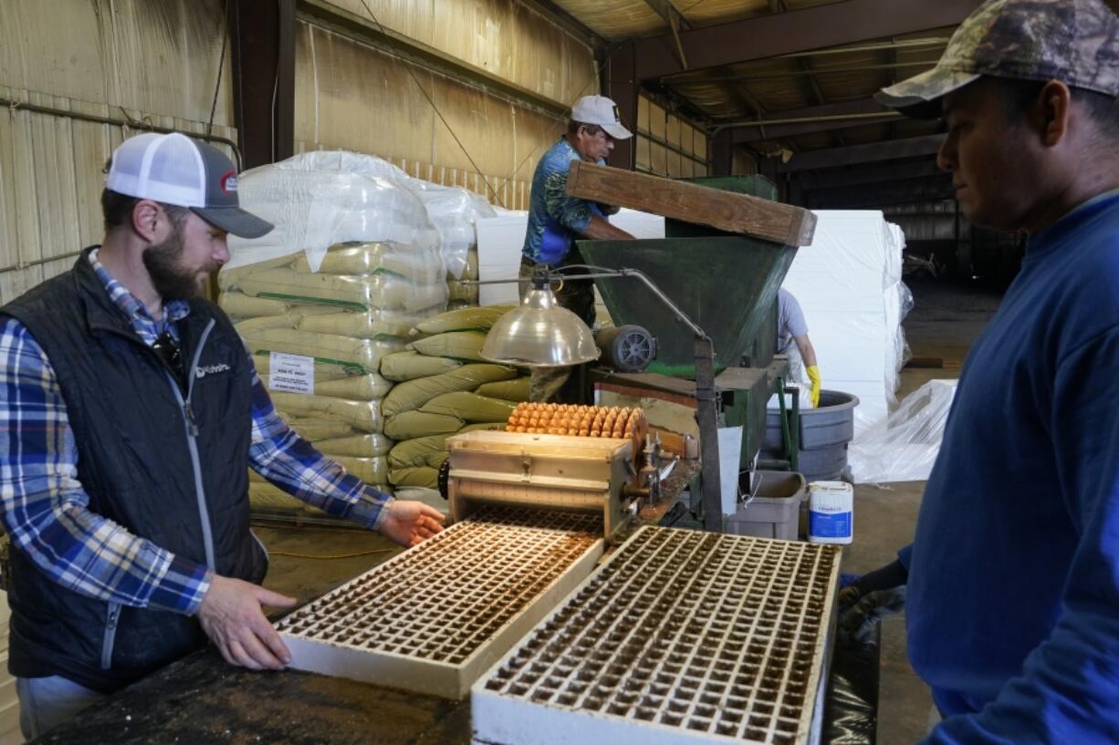 Fernando Osorio Loya, center, a contract worker from Veracruz, Mexico, stirs soil for a seeding machine as Jamie Graham, left, and Fredy Osorio, right, also a contract worker from Veracruz, Mexico, unload trays of seeded tobacco, Tuesday, March 12, 2024, at a farm in Crofton, Ky. The latest U.S. agricultural census data shows an increase in the proportion of farms utilizing contract labor compared to those hiring labor overall. (AP Photo/Joshua A.
