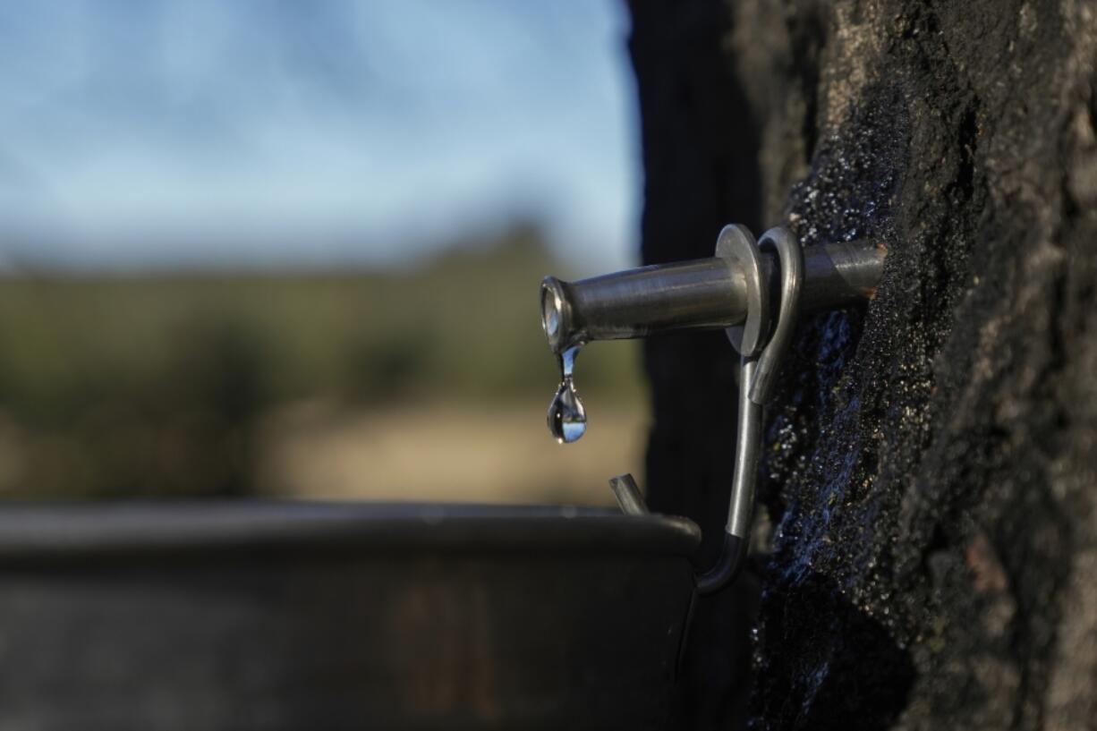 Maple sap drips from a spile into a bucket, Sunday, Feb. 25, 2024, in Deerbrook, Wis. In many parts of Wisconsin and the Midwest this year, the warmest winter on record drove farmers and hobbyists alike to start collecting tree sap for maple syrup a month or more earlier than they normally would. (AP Photo/Joshua A.