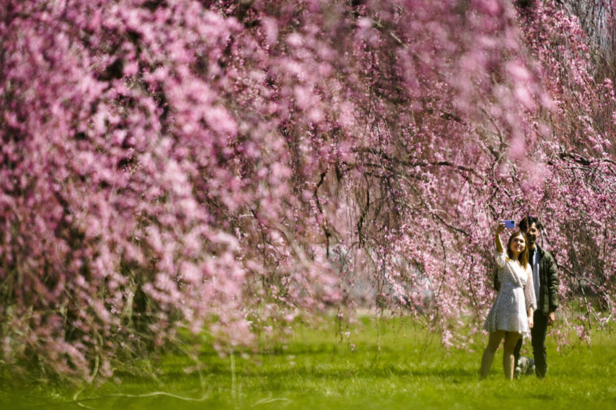FILE - A couple takes a selfie with cherry blossoms at Fairmount Park in Philadelphia, March 29, 2023. The United States can expect a nice spring break from past too rainy or too dry extremes, federal meteorologists predicted Thursday, March 21, 2024.