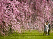 FILE - A couple takes a selfie with cherry blossoms at Fairmount Park in Philadelphia, March 29, 2023. The United States can expect a nice spring break from past too rainy or too dry extremes, federal meteorologists predicted Thursday, March 21, 2024.