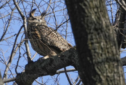 FILE - A Eurasian eagle-owl named Flaco sits in a tree in New York&#039;s Central Park, Feb. 6, 2023. Flaco, the Eurasian eagle-owl who escaped from New York City&rsquo;s Central Park Zoo and became one of the city&rsquo;s most beloved celebrities as he flew around Manhattan, has died, zoo officials announced Friday, Feb. 23, 2024.