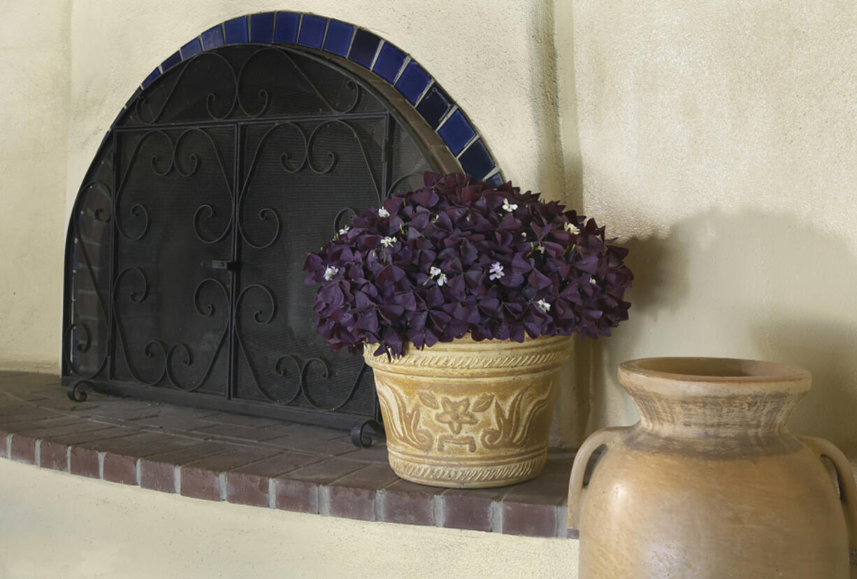 This image provided by Proven Winners shows a Charmed Wine shamrock plant in bloom beside a fireplace.