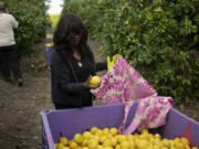 Christian volunteer Connie Grace from Canada picks lemons on a farm in southern Israel, as part of a post-Oct. 7 solidarity tour, Monday, March 4, 2024. Her trip is part of a wave of religious &ldquo;voluntourism&rdquo; to Israel, organized trips that include some kind of volunteering aspect connected to the ongoing war in Gaza. Israel&rsquo;s Tourism Ministry estimates around a third to half of the approximately 3,000 visitors expected to arrive each day in March are part of faith-based volunteer trips. Prior to Oct. 7, around 15,000 visitors were arriving in Israel per day, according to Tourism Ministry statistics.