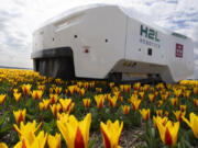 Theo the robot works weekdays, weekends and nights and never complains about a sore spine despite performing hour upon hour of what for a regular farmworker would be backbreaking work checking Dutch tulip fields for sick flowers in Noordwijkerhout, Netherlands, Tuesday, March 19, 2024. The boxy robot, named after a former employee at the WAM Pennings flower farm near the Dutch North Sea coast, is a new high-tech weapon in the battle to root out disease from the bulb fields as they erupt into a riot of springtime color.