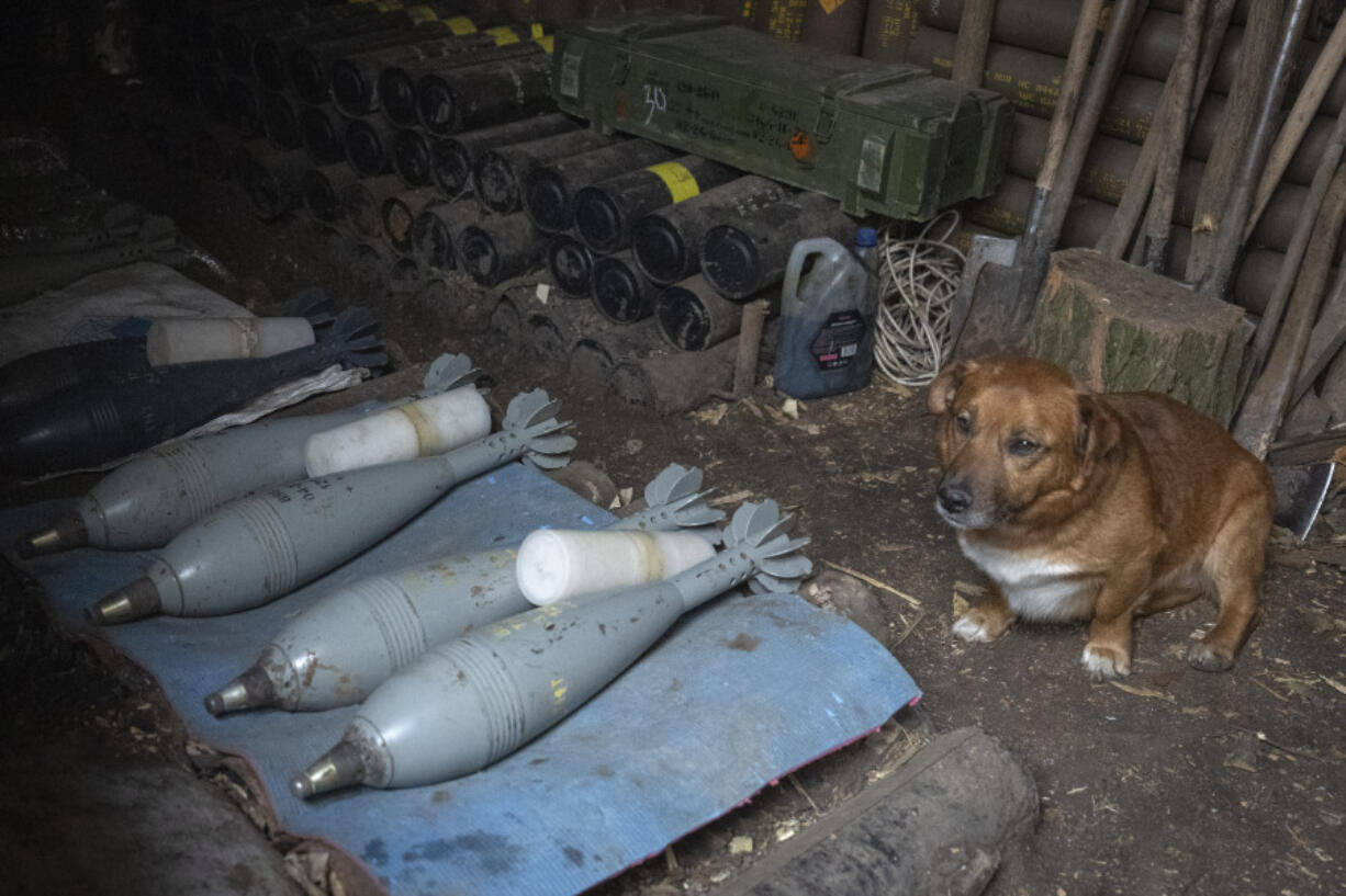 A dog hides in shelter with ammunitions of the 28th Separate Mechanised Brigade at the front line, near Bakhmut, Donetsk region, Ukraine, Sunday, March 3, 2024.