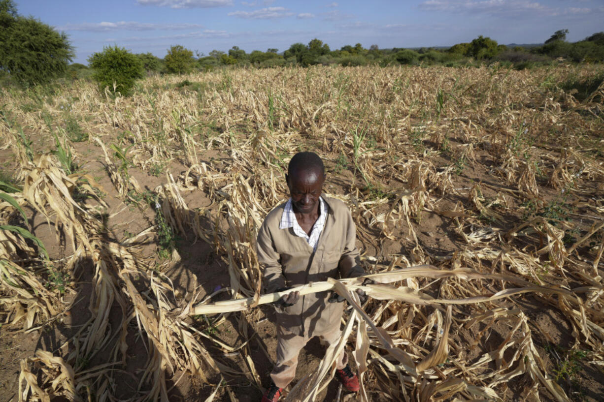 James Tshuma, a farmer in Mangwe district in southwestern Zimbabwe,stands in the middle of his dried up crop field amid a drought in Zimbabwe, Friday, March, 22, 2024. A new drought has left millions facing hunger in southern Africa as they experience the effects of extreme weather that scientists say is becoming more frequent and more damaging.