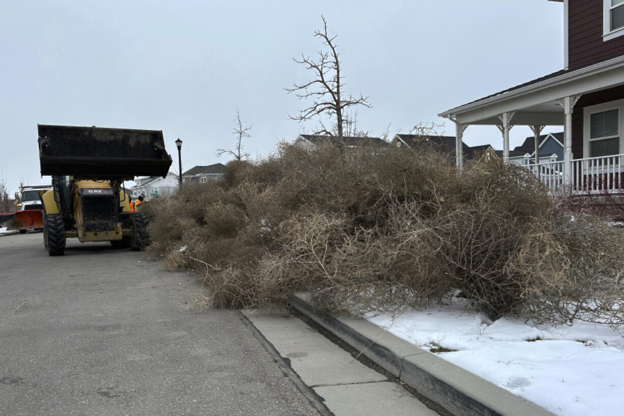 City workers clean up tumbleweeds in South Jordan, Utah, on Tuesday, March 5, 2024. The suburb of Salt Lake City was inundated with tumbleweeds after a weekend storm brought stiff winds to the area.