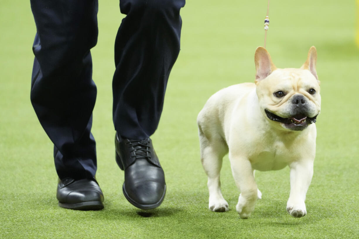 Winston, a French bulldog, competes May 8, 2023, in the nonsporting group competition during the 147th Westminster Kennel Club Dog show, in New York. Frenchies remained the United States&rsquo; most commonly registered purebred dogs last year, according to American Kennel Club rankings.