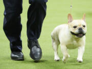 Winston, a French bulldog, competes May 8, 2023, in the nonsporting group competition during the 147th Westminster Kennel Club Dog show, in New York. Frenchies remained the United States&rsquo; most commonly registered purebred dogs last year, according to American Kennel Club rankings.