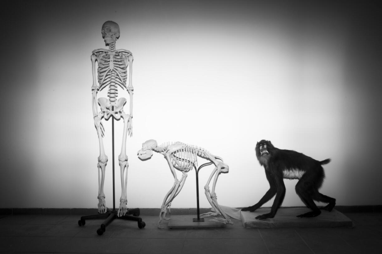 FILE - Skeletons of a human and a monkey await installation at the Steinhardt Museum of Natural History in Tel Aviv, Israel on Monday, Feb 19, 2018. Around 20 or 25 million years ago, when apes diverged from monkeys, our branch of the tree of life shed its tail. In a paper published in the journal Nature on Wednesday, Feb. 28, 2024, researchers identify at least one of the key genetic tweaks that led to this change.