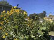 Jerusalem artichokes, also called sunchokes, grow in a garden in Long Island, N.Y.
