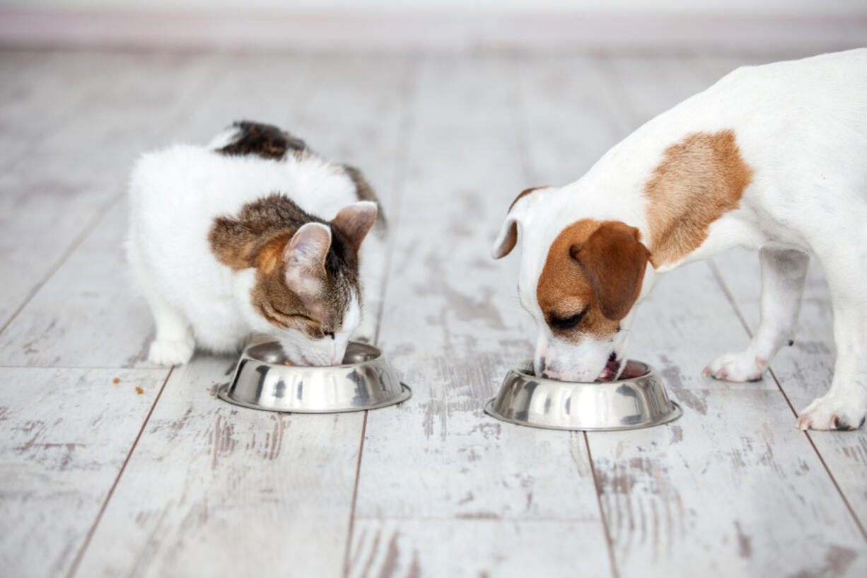 Washing your pet&rsquo;s food and water dishes on a regular basis could help prevent salmonella.