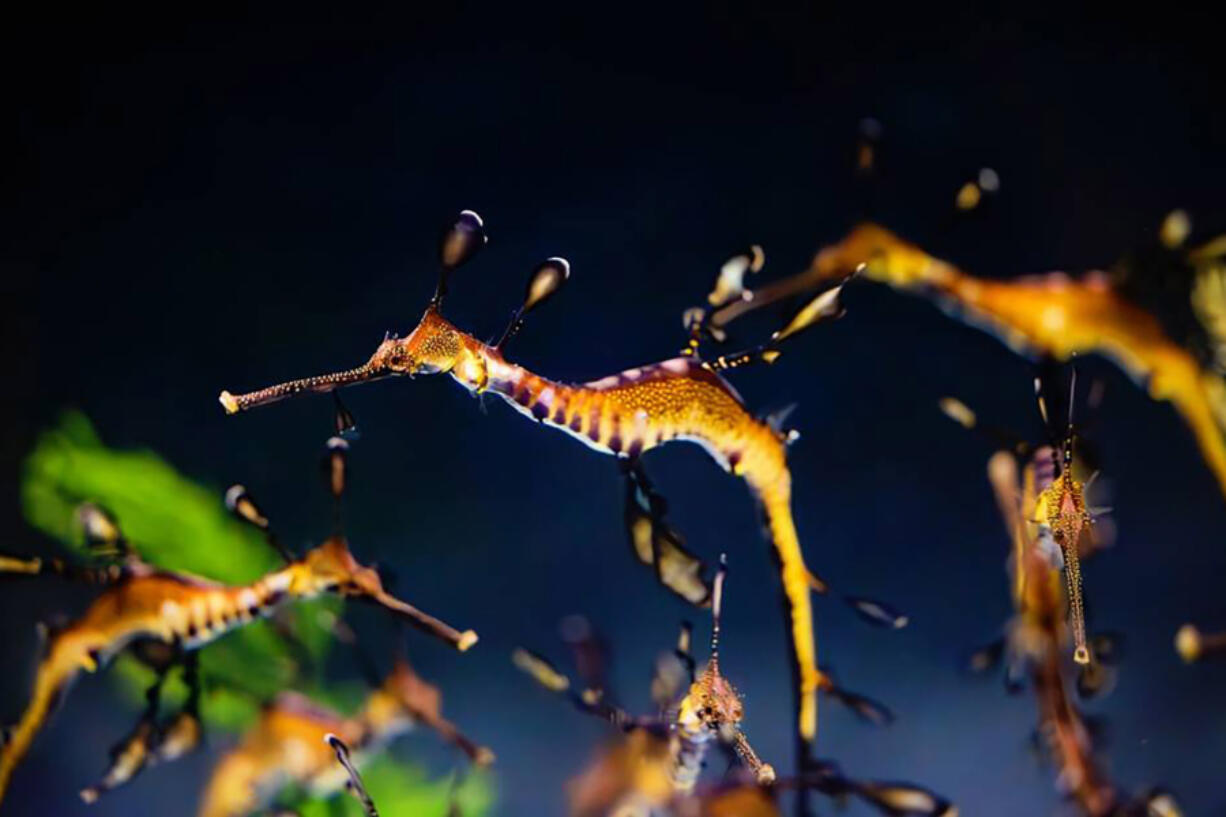 Five year-old seadragons are &ldquo;swimming into the spotlight&rdquo; after spending a year behind the scenes at a California aquarium.