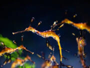 Five year-old seadragons are &ldquo;swimming into the spotlight&rdquo; after spending a year behind the scenes at a California aquarium.