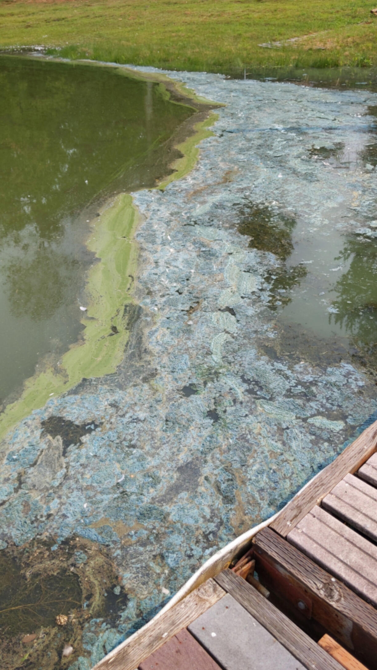 Blue-green algae blooms as seen in 2021 at Vancouver Lake. Toxic algae blooms often force closure of the lake during swimming season.