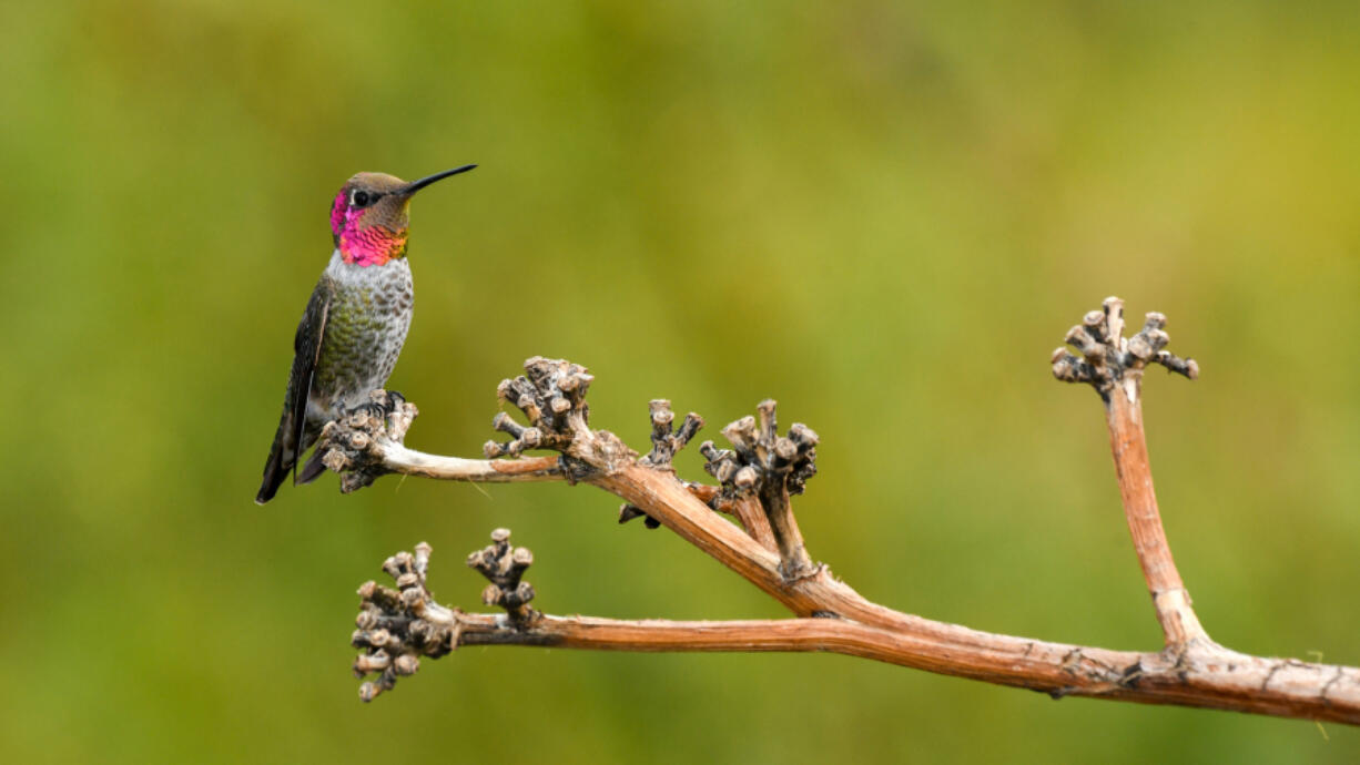 Male Anna&Ccedil;&fnof;&Ugrave;s hummingbirds are easily identifiable thanks to their &Ccedil;&fnof;&uacute;iridescent emerald feathers and sparkling rose-pink throats,&Ccedil;&fnof;&ugrave; according to the Cornell Lab of Ornithology&Ccedil;&fnof;&Ugrave;s All About Birds site.