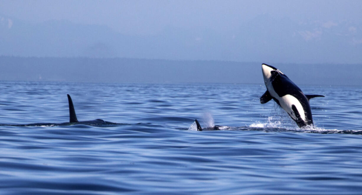 The southern residents put on a show in their core summer habitat of the San Juan Islands.