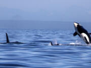 The southern residents put on a show in their core summer habitat of the San Juan Islands.