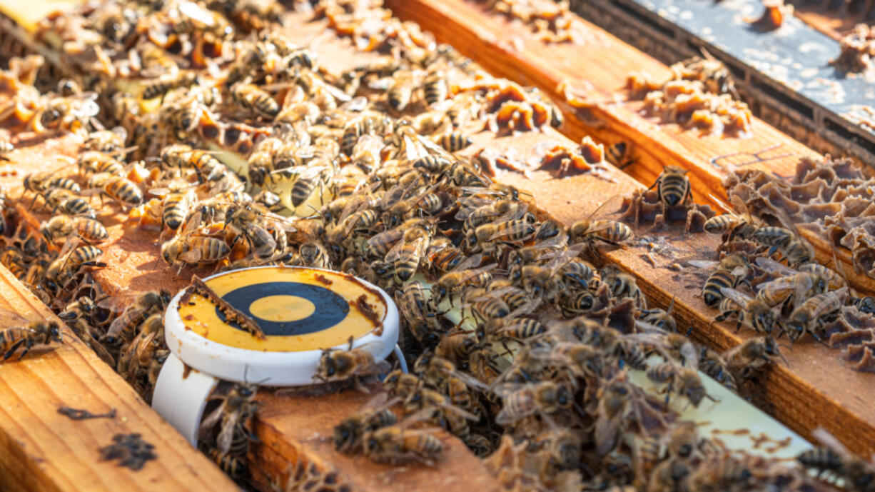 A sensor monitors the health of a bee colony.