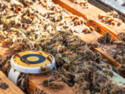 A sensor monitors the health of a bee colony.