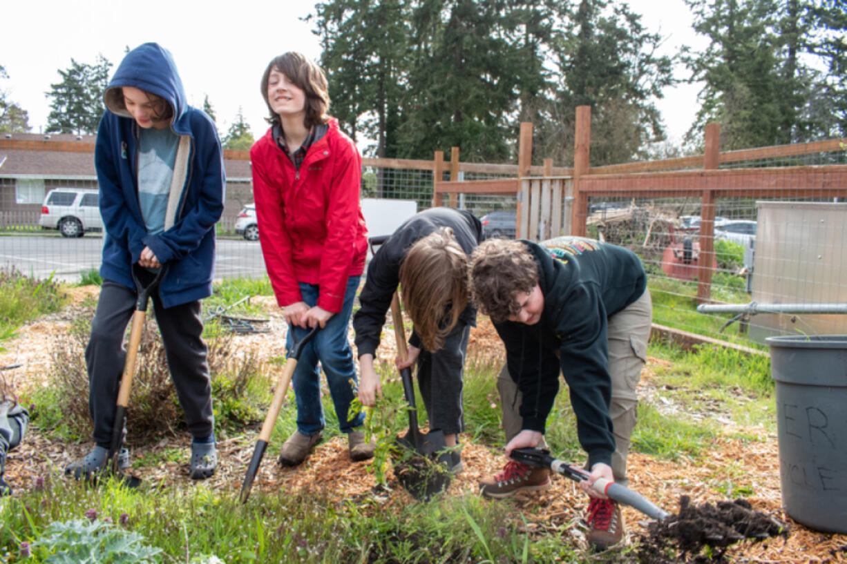 11-year-old Gus Griffin (second-to-left) and classmates dig up weeds in one of Port Townsend&rsquo;s three gardens. March 28, 2024.
