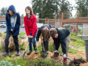 11-year-old Gus Griffin (second-to-left) and classmates dig up weeds in one of Port Townsend&rsquo;s three gardens. March 28, 2024.