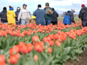 Workers harvest tulips Monday, MArch 31, 2003, near Mount Vernon, Wash. The farming area of Skagit County is well known for the Skagit Valley Tulip Festival which starts Tuesday, April 1 and runs through April 30. Fields awash in color attract visitors annually.