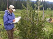 Diana Tomback studies whitebark pine across the West in places like the Custer-Gallatin National Forest outside Yellowstone. (E.R.