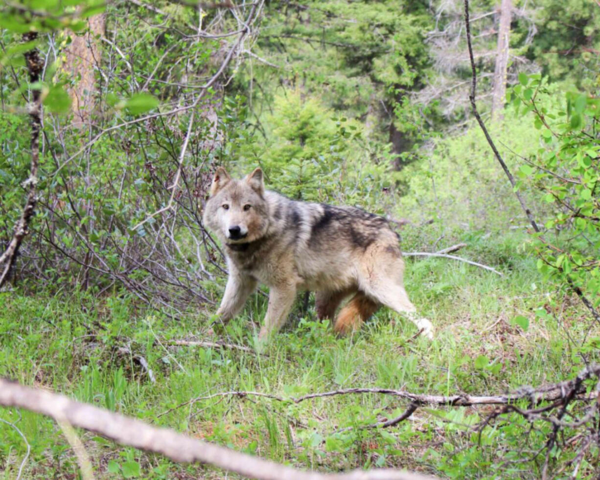 Washington Department of Fish and Wildlife figures show there were 260 wolves in 42 packs in the state at the end of 2023.