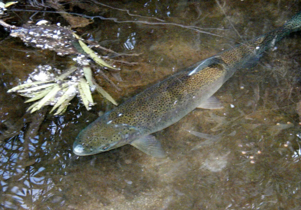 An adult steelhead trout in San Luis Rey River in northern San Diego County.