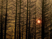The setting sun is obscured by burned trees and a pall of smoke from the Dixie fire near Janesville, California, on Aug. 20, 2021.