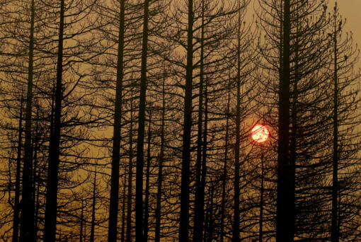 The setting sun is obscured by burned trees and a pall of smoke from the Dixie fire near Janesville, California, on Aug. 20, 2021.