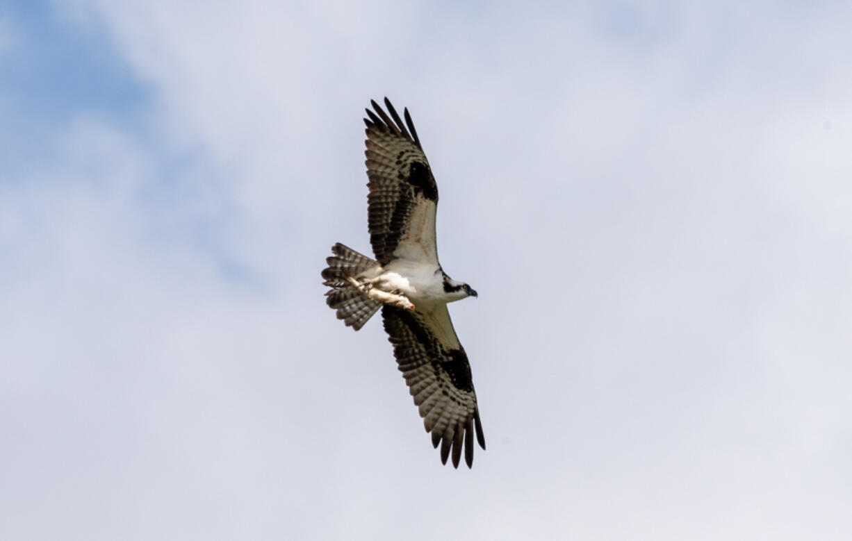 An osprey soars through the sky with a fresh catch at the Ridgefield Waterfront.