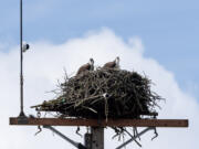 Ospreys survey their surroundings from their nest in Ridgefield.