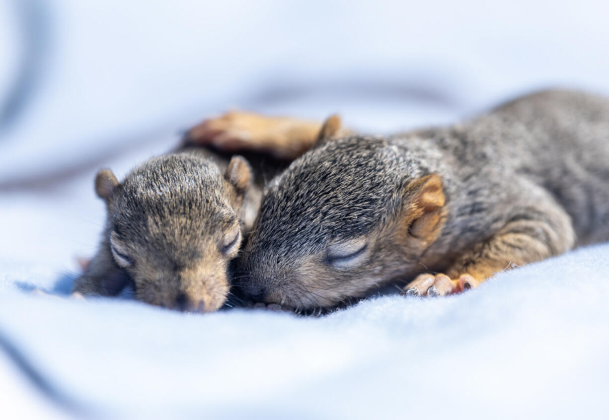 A pair of weeks-old baby squirrels rest on a blanket Wednesday at Squirrel Refuge in Vancouver. The organization rescues baby squirrels, opossums, mice, rabbits and other critters.