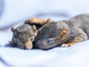 A pair of weeks-old baby squirrels rest on a blanket Wednesday at Squirrel Refuge in Vancouver. The organization rescues baby squirrels, opossums, mice, rabbits and other critters.