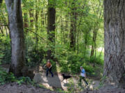 Leverich Park encompasses picnic areas and forested trails. The park turns 70 this year.