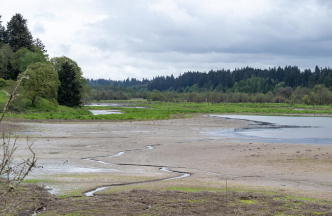 Residents living along the west edge of the Salmon Creek trail say the ponds have been drying out, but no one seems to know why. According to Clark County Public Works, the ponds began drying up about a year ago. Rocky Houston, director of the parks division, said it may be from a beaver dam.
