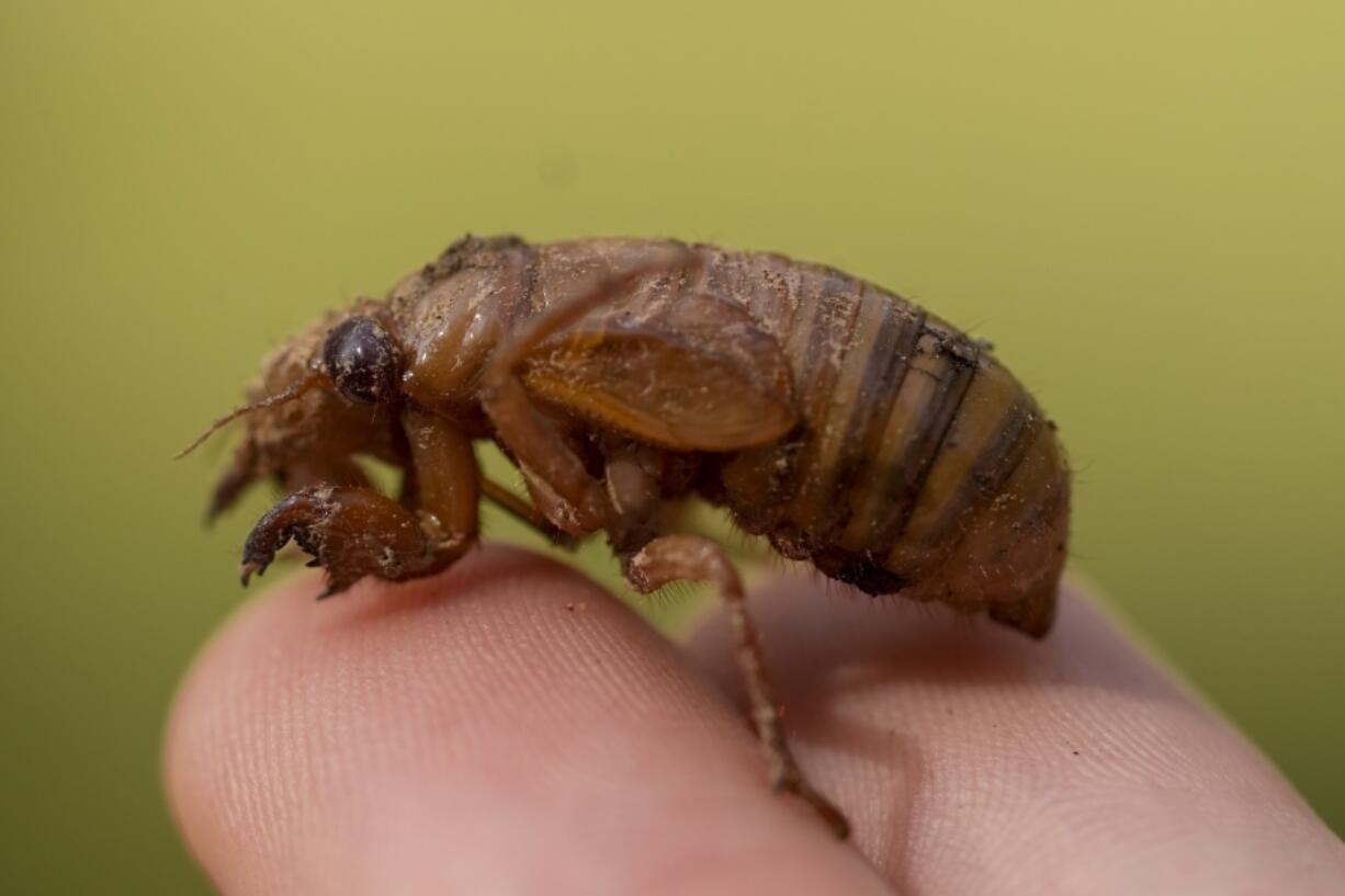 A cicada nymph is held in Macon, Ga., March 27.