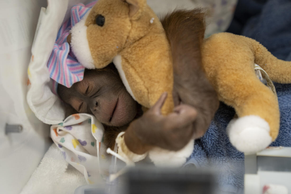A newborn female endangered Bornean orangutan that was delivered by cesarean section on Saturday in Tampa, Fla. The mother, Luna, is recuperating from surgery and will be reunited with the baby once she is stabilized.