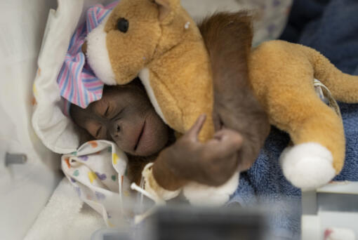 A newborn female endangered Bornean orangutan that was delivered by cesarean section on Saturday in Tampa, Fla. The mother, Luna, is recuperating from surgery and will be reunited with the baby once she is stabilized. (Jesse Adair/Busch Gardens Tampa Bay)