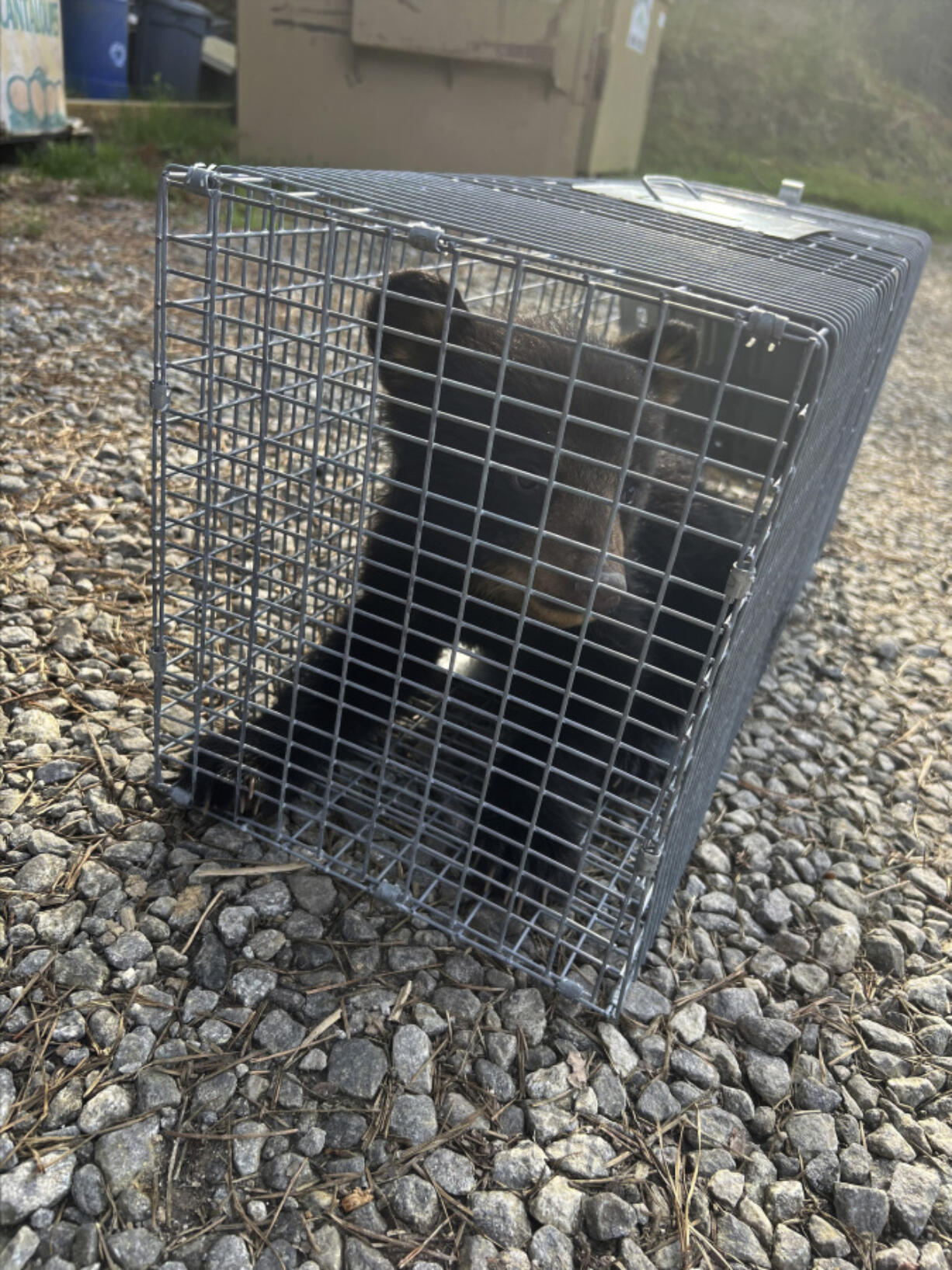 This photo provided by the North Carolina Wildlife Resources Commission shows a bear cub in Asheville, N.C. A video of people pulling two bear cubs from a tree in North Carolina as one person posed for a photo with one of the wild animals prompted an investigation, but a state wildlife official said Friday, April 19, 2024 that no charges will be filed.