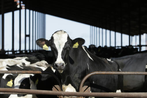 FILE - Cows are seen at a dairy in California, Nov. 23, 2016. The U.S. Food and Drug Administration said Tuesday, April 23, 2024, that samples of pasteurized milk had tested positive for remnants of the bird flu virus that has infected dairy cows.