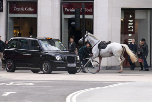 A white horse on the loose bolts through the streets of London near Aldwych, on Wednesday April 24, 2024.