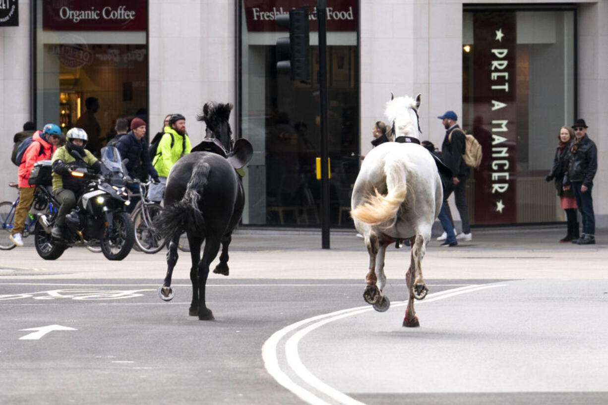 Two horses on the loose bolt through the streets of London near Aldwych, on Wednesday April 24, 2024. Several military horses bolted during routine exercises near King Charles III&rsquo;s main residence in London on Wednesday and ran loose through the center of the city, injuring at least four people and colliding with vehicles during the morning rush hour.