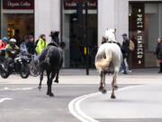 Two horses on the loose bolt through the streets of London near Aldwych, on Wednesday April 24, 2024. Several military horses bolted during routine exercises near King Charles III&rsquo;s main residence in London on Wednesday and ran loose through the center of the city, injuring at least four people and colliding with vehicles during the morning rush hour.