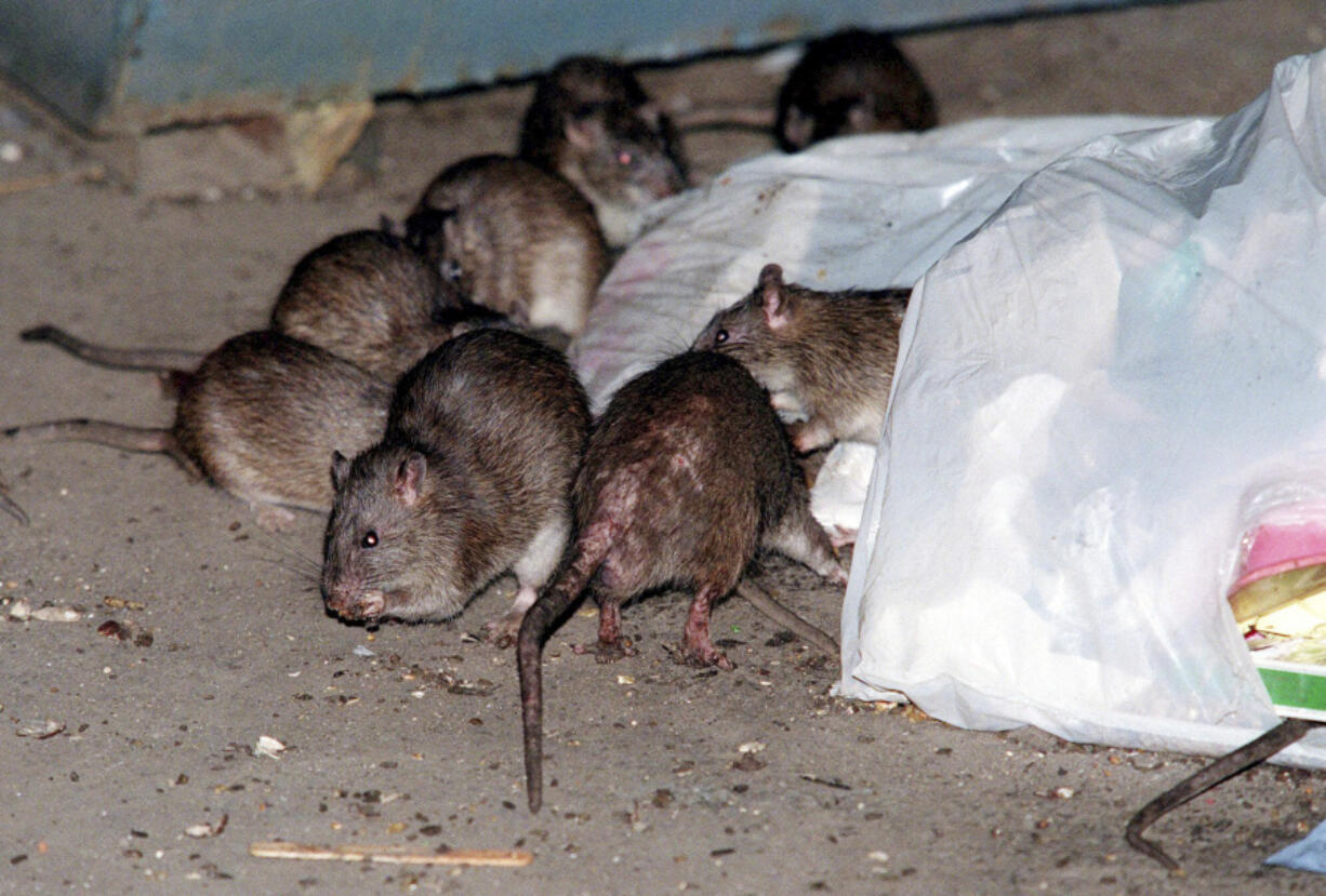 Rats swarm around a bag of garbage near a dumpster in New York on July 7, 2000. A study published Wednesday in the journal Science Advances suggests that brown rats crawled off ships arriving in the Americas earlier than previously thought and out-competed rodent rivals.