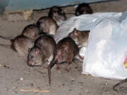 Rats swarm around a bag of garbage near a dumpster in New York on July 7, 2000. A study published Wednesday in the journal Science Advances suggests that brown rats crawled off ships arriving in the Americas earlier than previously thought and out-competed rodent rivals.